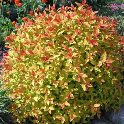 Спирея японская Меджик Карпет Спирея японская Меджик Карпет - Dolina-Sad.Ru