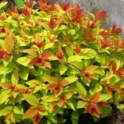 Спирея японская Голдфлейм Спирея японская Голдфлейм фото