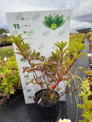 Гортензия метельчатая Мартинвас, С7,5 Гортензия метельчатая Мартинвас, С7,5 - Dolina-Sad.Ru