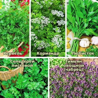 Кухонные пряности к супам Кухонные пряности к супам фото