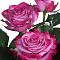 Роза Дип Перпл Роза Дип Перпл - Dolina-Sad.Ru