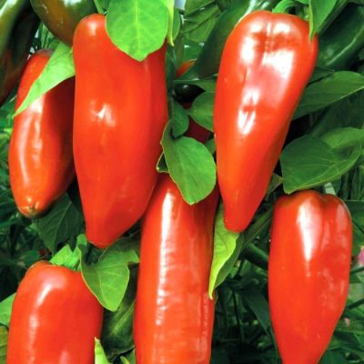 Перец Факир Перец Факир фото