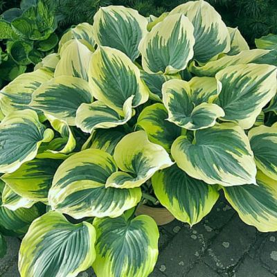 Хоста Маджести , x Хоста Маджести , x фото