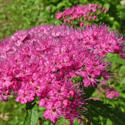 Спирея японская Фробелии фото