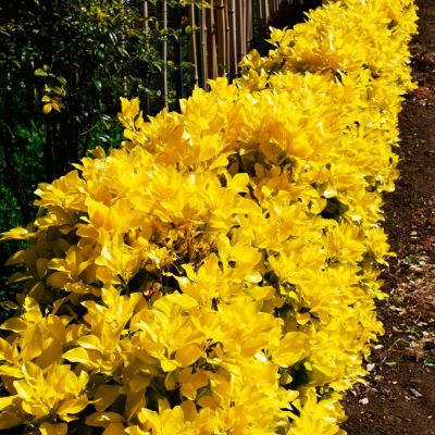 Бересклет японский Эльдорадо Бересклет японский Эльдорадо - Dolina-Sad.Ru