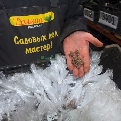 Ранункулюс Ред Ранункулюс Ред фото