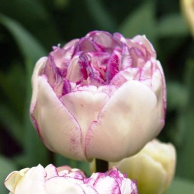 Тюльпан Нормандия за рубль Тюльпан Нормандия за рубль фото