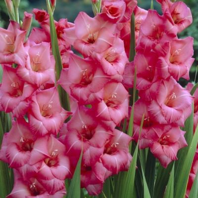 Гладиолус Апрес Тои Гладиолус Апрес Тои - Dolina-Sad.Ru