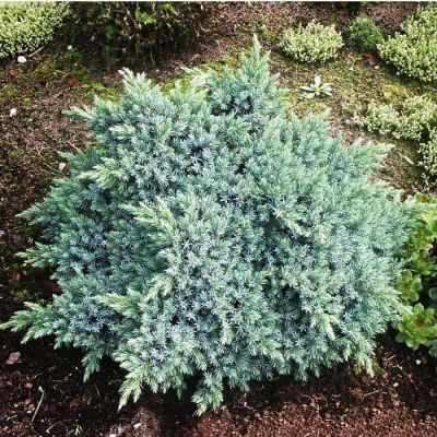 Можжевельник чешуйчатый Блю Стар Можжевельник чешуйчатый Блю Стар фото