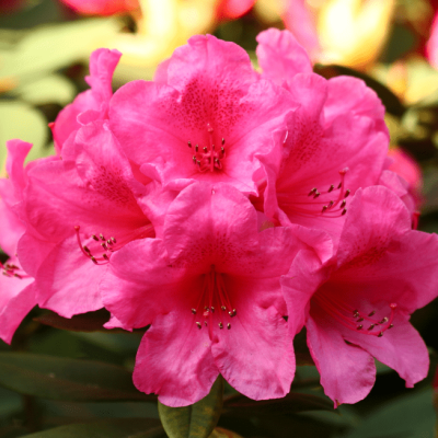 Рододендрон Анна Роуз Уитни Рододендрон Анна Роуз Уитни фото