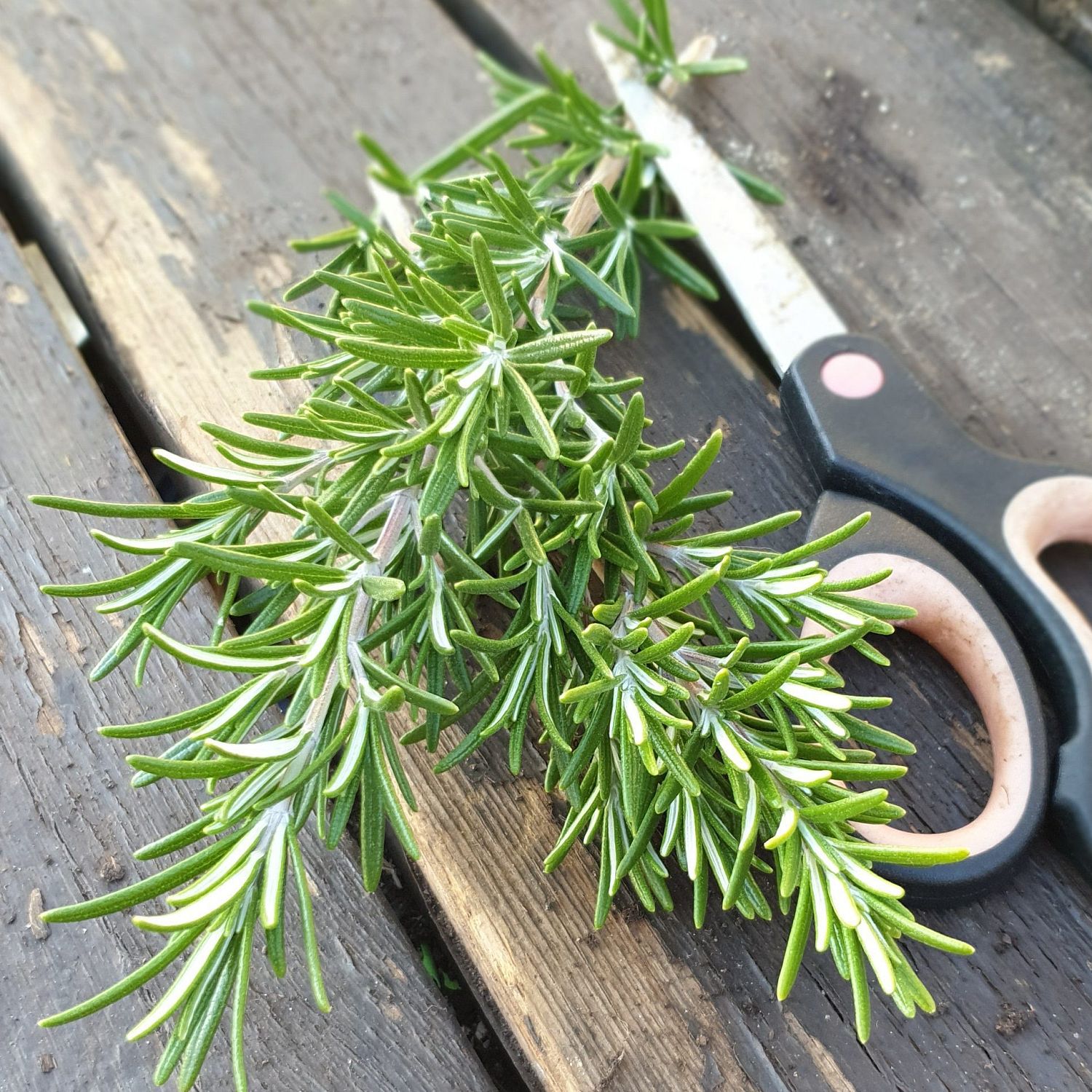 Розмарин лек. Вишняковский Семко* 0,05 г Розмарин лек. Вишняковский Семко* 0,05 г фото