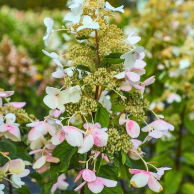 Гортензия метельчатая Мустила, С7,5 Гортензия метельчатая Мустила, С7,5 - Dolina-Sad.Ru