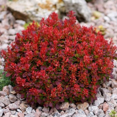 Барбарис тунберга Тоскана БейлДжулия Барбарис тунберга Тоскана БейлДжулия - Dolina-Sad.Ru