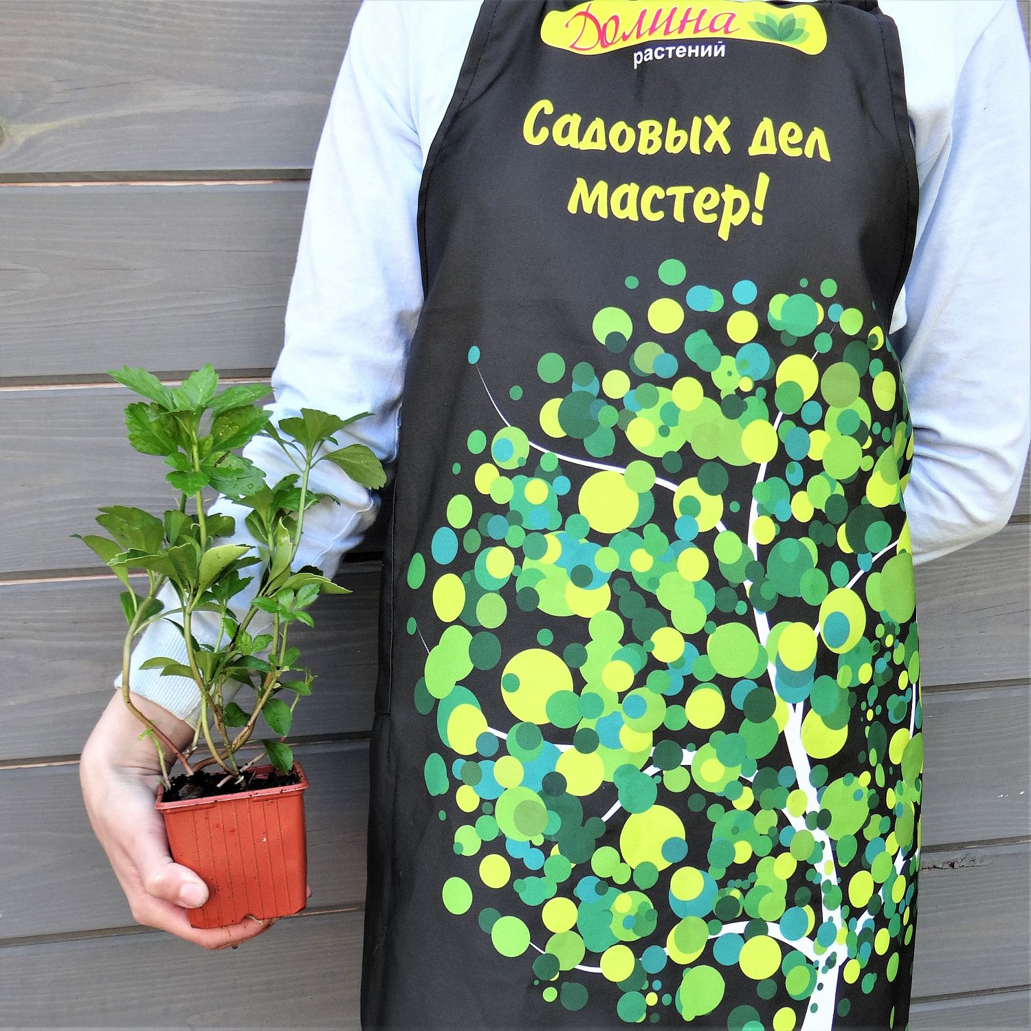 Пахизандра верхушечная Грин Карпет Пахизандра верхушечная Грин Карпет фото