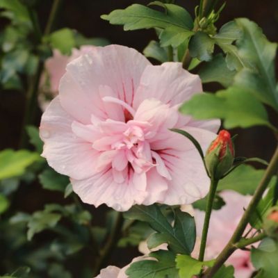 Гибискус сирийский Пинк Чиффон Гибискус сирийский Пинк Чиффон фото