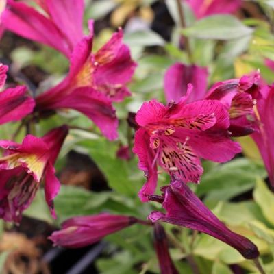 Альстромерия Юпитер - Dolina-Sad.Ru