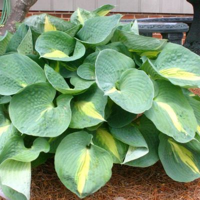 Хоста Тандерболт Хоста Тандерболт - Dolina-Sad.Ru