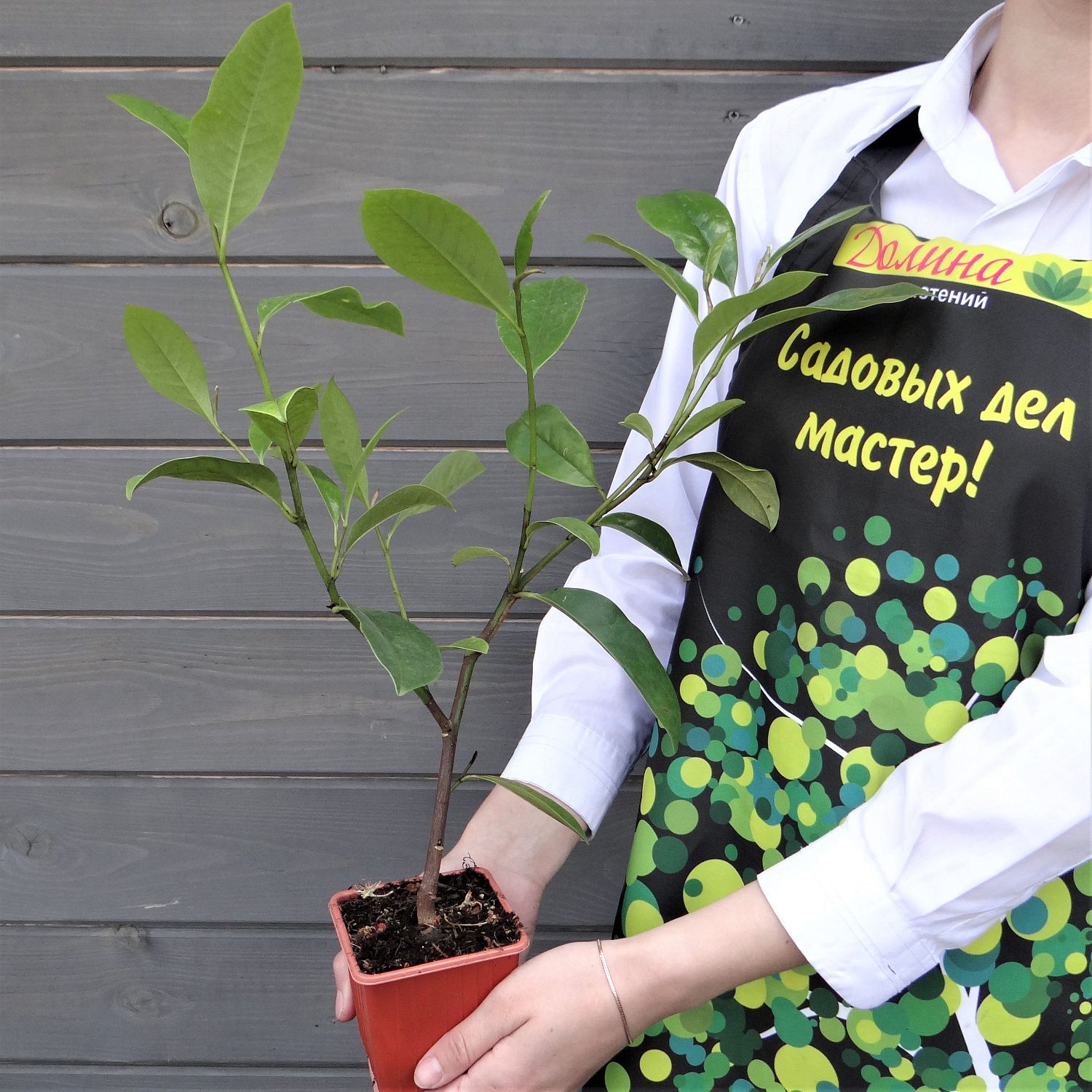 Магнолия Фейри Крим Блаш Магнолия Фейри Крим Блаш фото