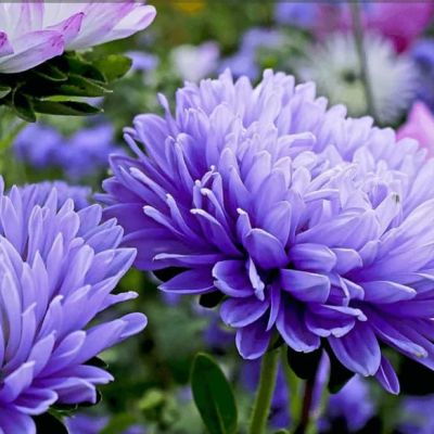 Астра пионовидная Синяя башня Астра пионовидная Синяя башня фото