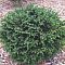 Ель обыкновенная Пумила Ель обыкновенная Пумила фото