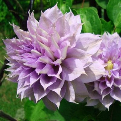 Бель оф Вокин Бель оф Вокин фото