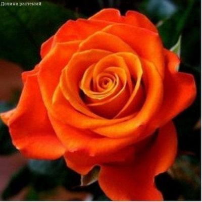 Роза Моника (2 шт.) Роза Моника (2 шт.) фото