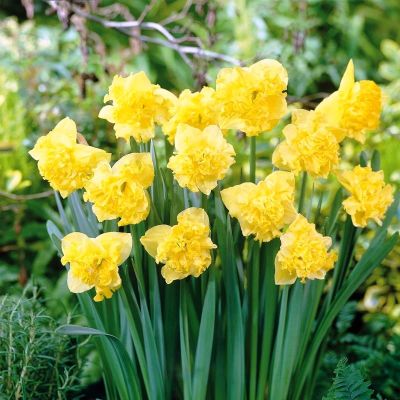 Нарцисс Флайер Нарцисс Флайер фото