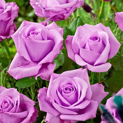 Роза Блу Найл Роза Блу Найл - Dolina-Sad.Ru