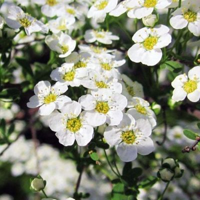 Спирея стелющаяся, С3 - Dolina-Sad.Ru