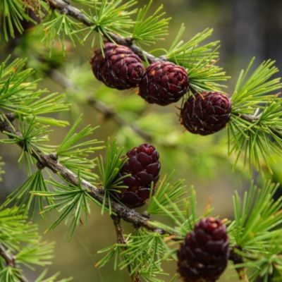 Лиственница широкочешуйчатая Лиственница широкочешуйчатая - Dolina-Sad.Ru