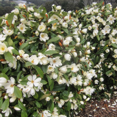 Магнолия Фейри Крим Блаш Магнолия Фейри Крим Блаш фото