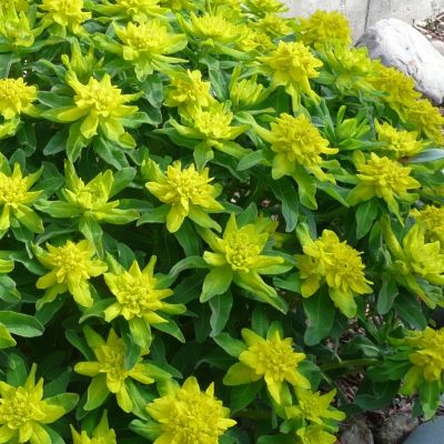 Молочай многоцветный - Dolina-Sad.Ru