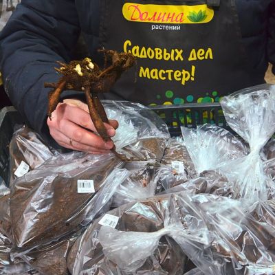 Пион Розеа Плена Пион Розеа Плена - Dolina-Sad.Ru