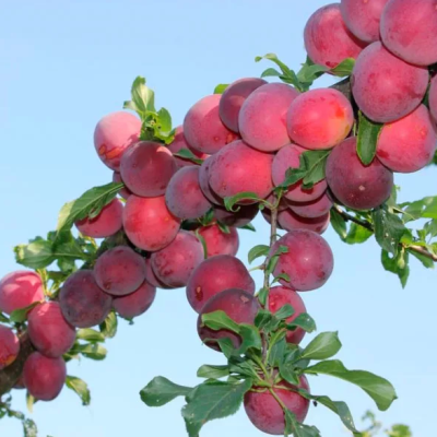 Слива гибридная Комета Кубанская Слива гибридная Комета Кубанская фото