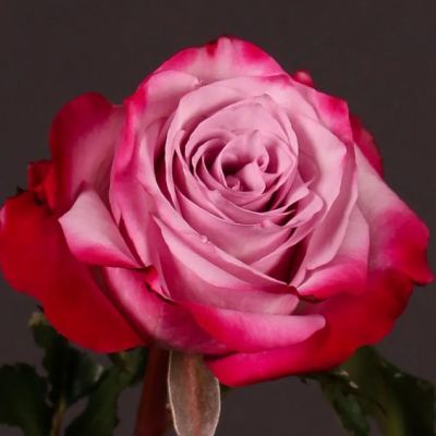 Роза Дип Перпл Роза Дип Перпл - Dolina-Sad.Ru