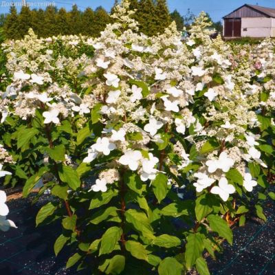 Гортензия метельчатая Мустила, С7,5 Гортензия метельчатая Мустила, С7,5 - Dolina-Sad.Ru