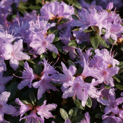 Рододендрон плотный Рододендрон плотный фото