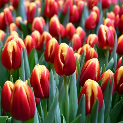 Тюльпан Доу Джонс - Dolina-Sad.Ru