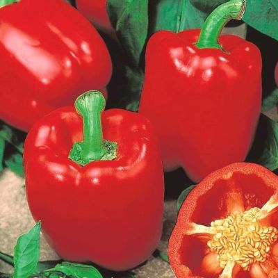 Перец сладкий Здоровяк (А) Перец сладкий Здоровяк (А) фото