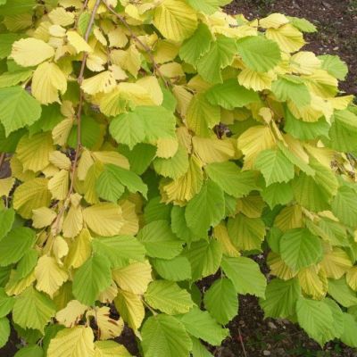 Лещина обыкновенная, С3 Лещина обыкновенная, С3 - Dolina-Sad.Ru