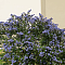 Цеанотус Делиля Генри Дефосс Цеанотус Делиля Генри Дефосс - Dolina-Sad.Ru
