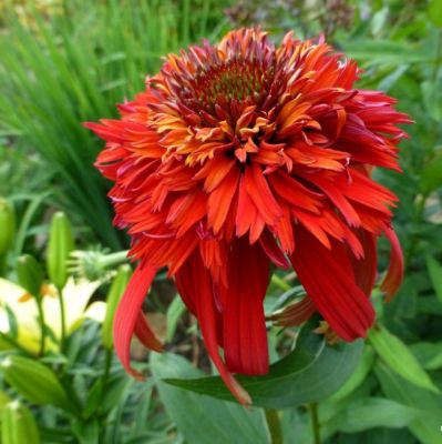 Эхинацея Хот Папайя , C2 Эхинацея Хот Папайя , C2 фото