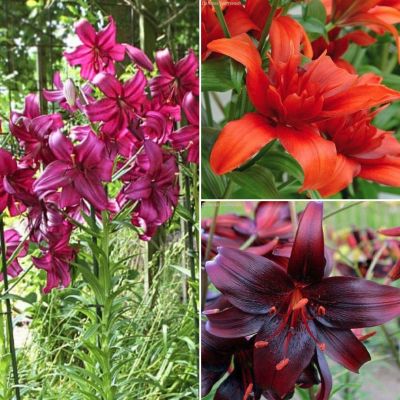 Набор лилий Чарующий Взгляд Набор лилий Чарующий Взгляд - Dolina-Sad.Ru