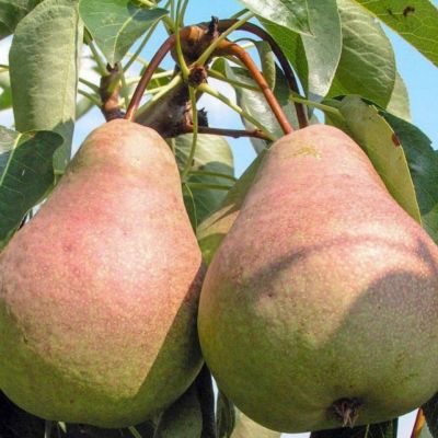 Груша Выставочная/Зимняя Груша Выставочная/Зимняя фото