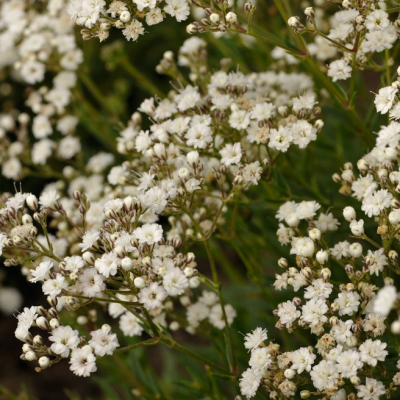 Гипсофила метельчатая Джинтс Бланк Гипсофила метельчатая Джинтс Бланк фото