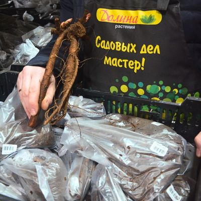 Пион Блэйз Пион Блэйз - Dolina-Sad.Ru