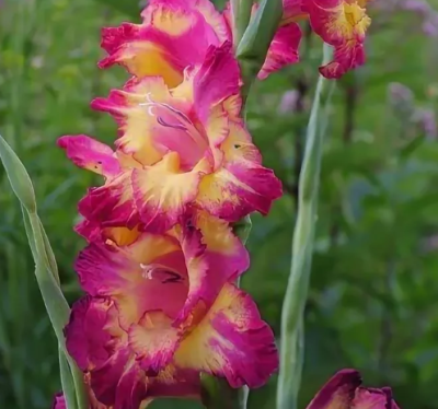 Гладиолус Фар Вест Гладиолус Фар Вест фото