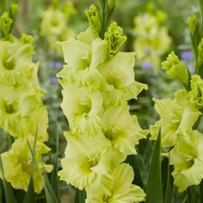 Гладиолус Кио - Dolina-Sad.Ru