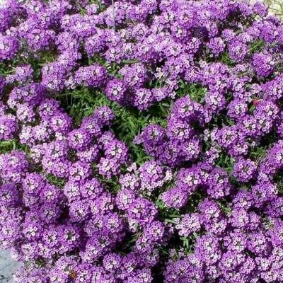 Лобулярия Фиолетовая королева Лобулярия Фиолетовая королева - Dolina-Sad.Ru