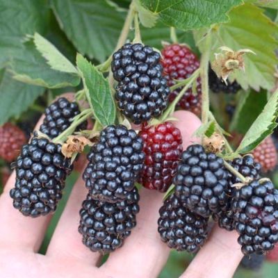 Ежевика Чачанская Бестрна Ежевика Чачанская Бестрна - Dolina-Sad.Ru